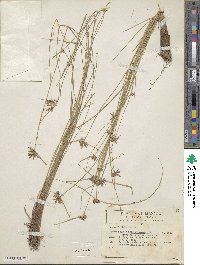 Cyperus melanostachyus image