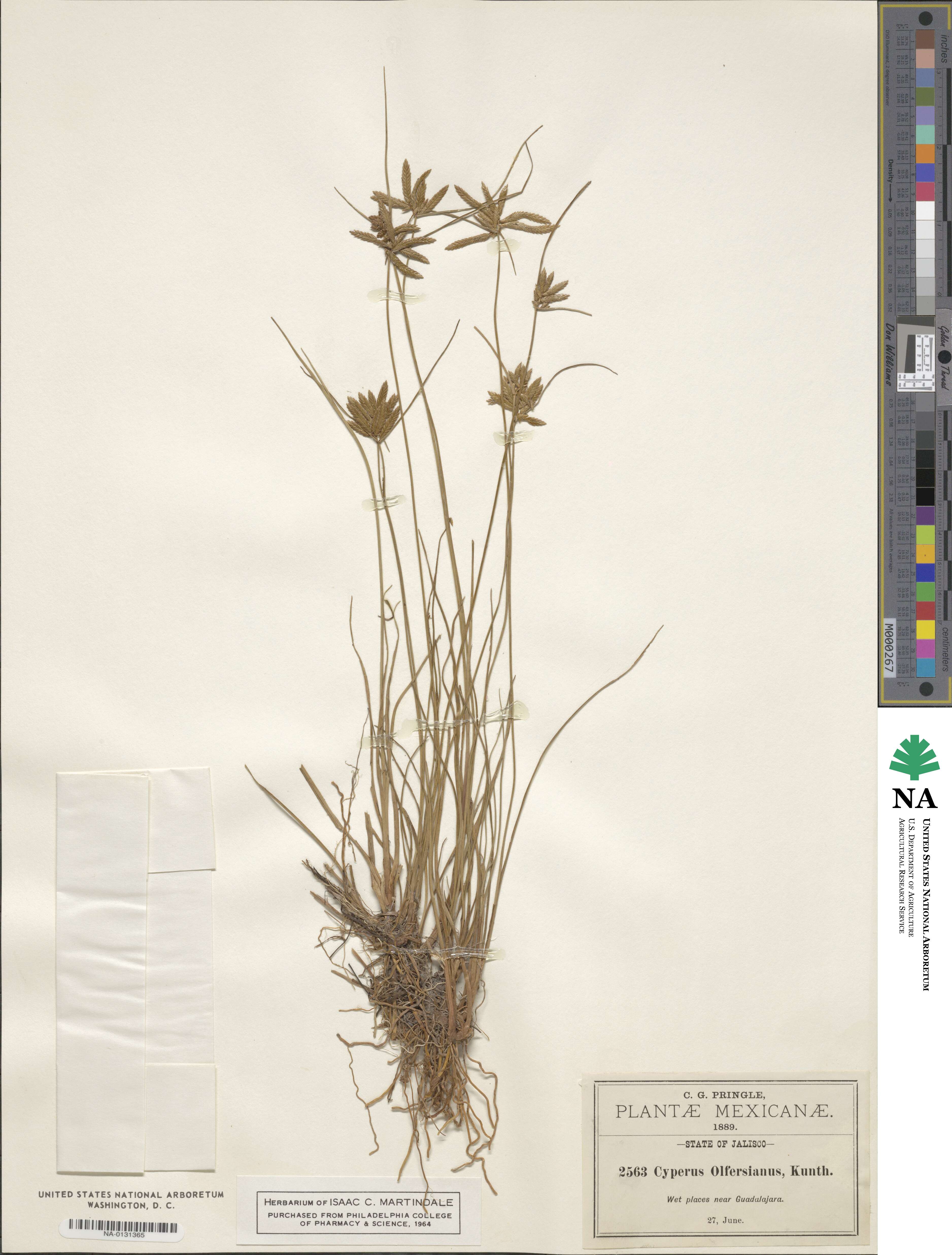 Cyperus lanceolatus image