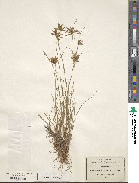 Cyperus lanceolatus image