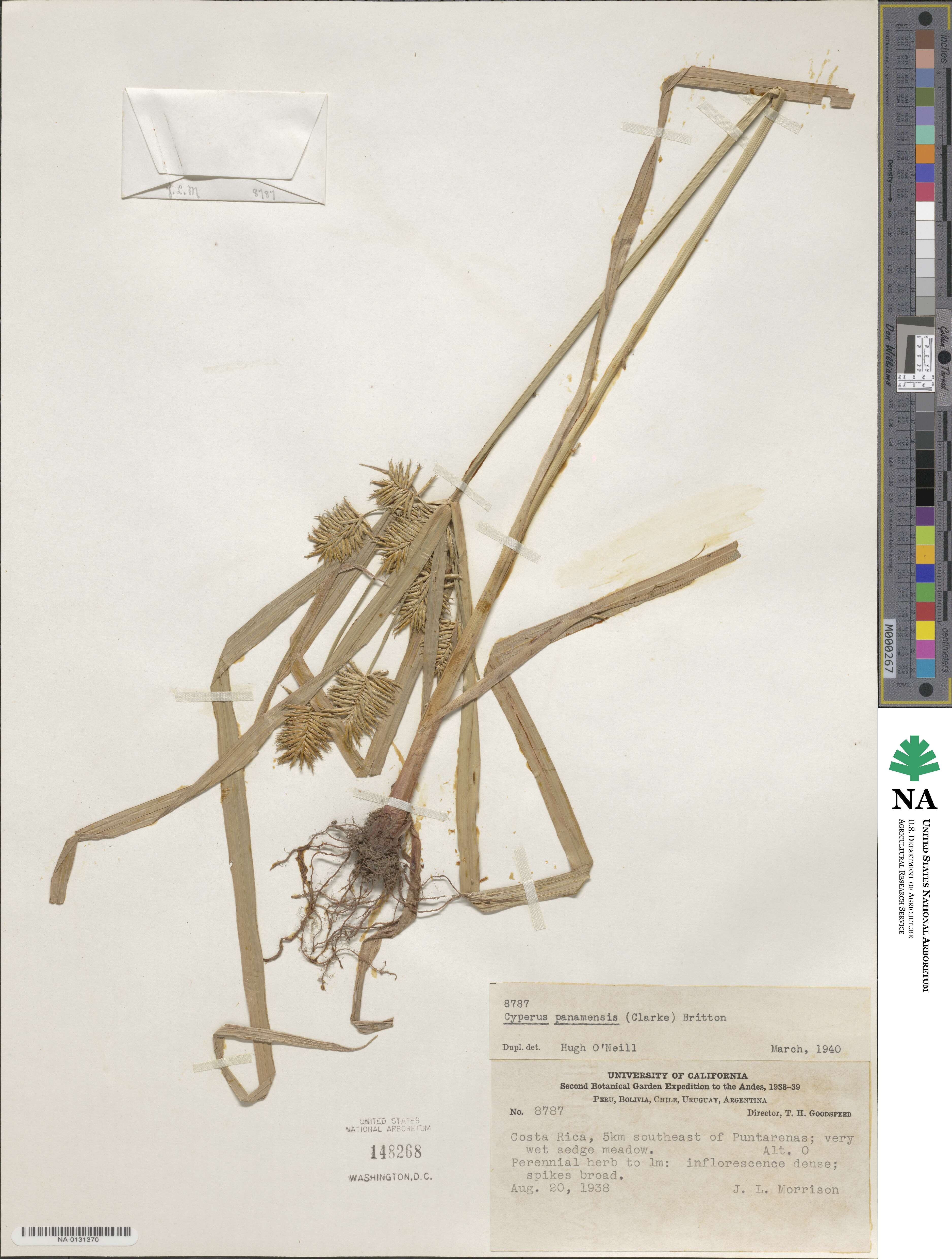 Cyperus panamensis image