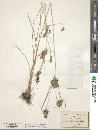 Cyperus rusbyi image