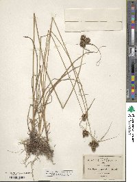 Cyperus spectabilis image