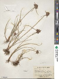 Cyperus spectabilis image