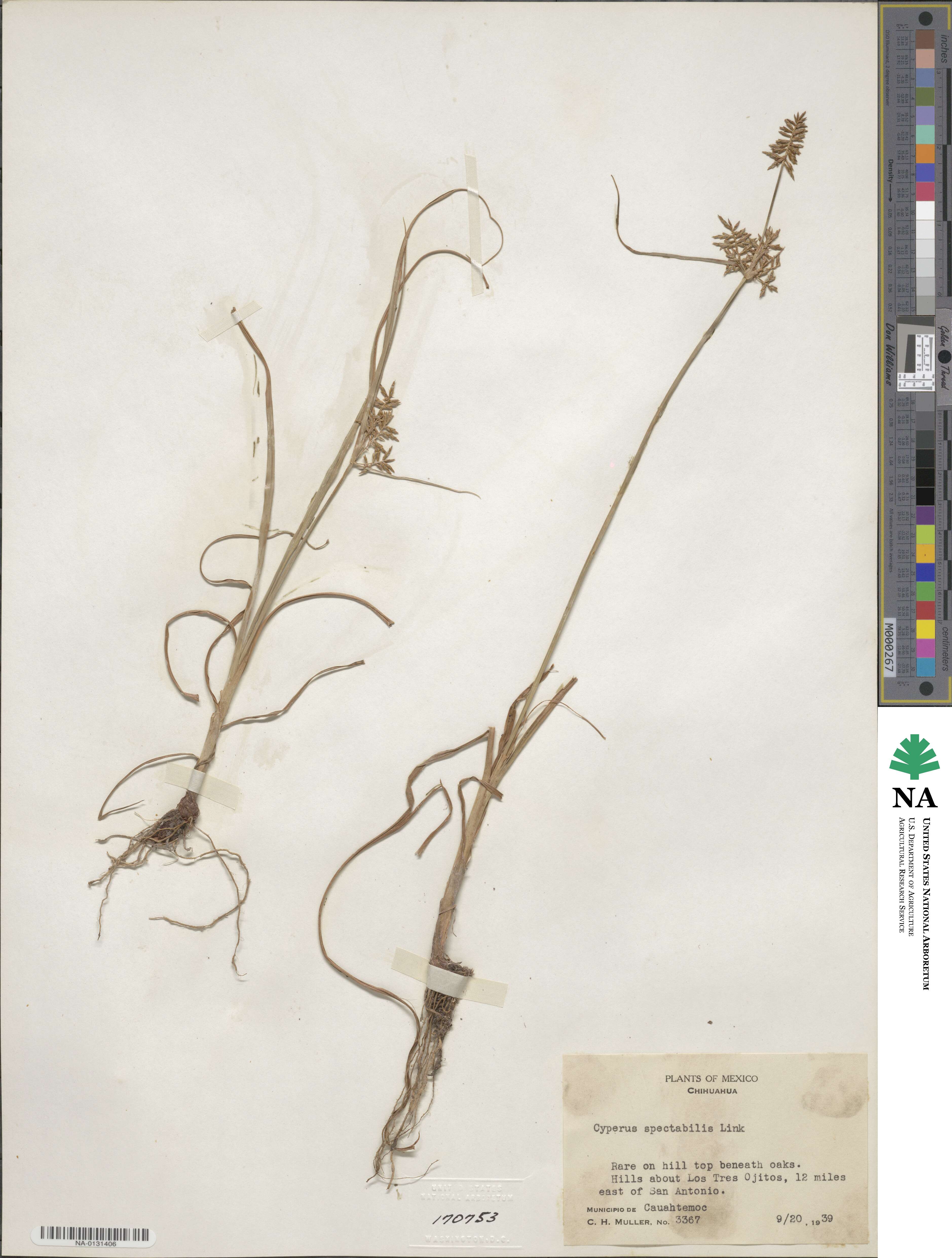 Cyperus spectabilis image