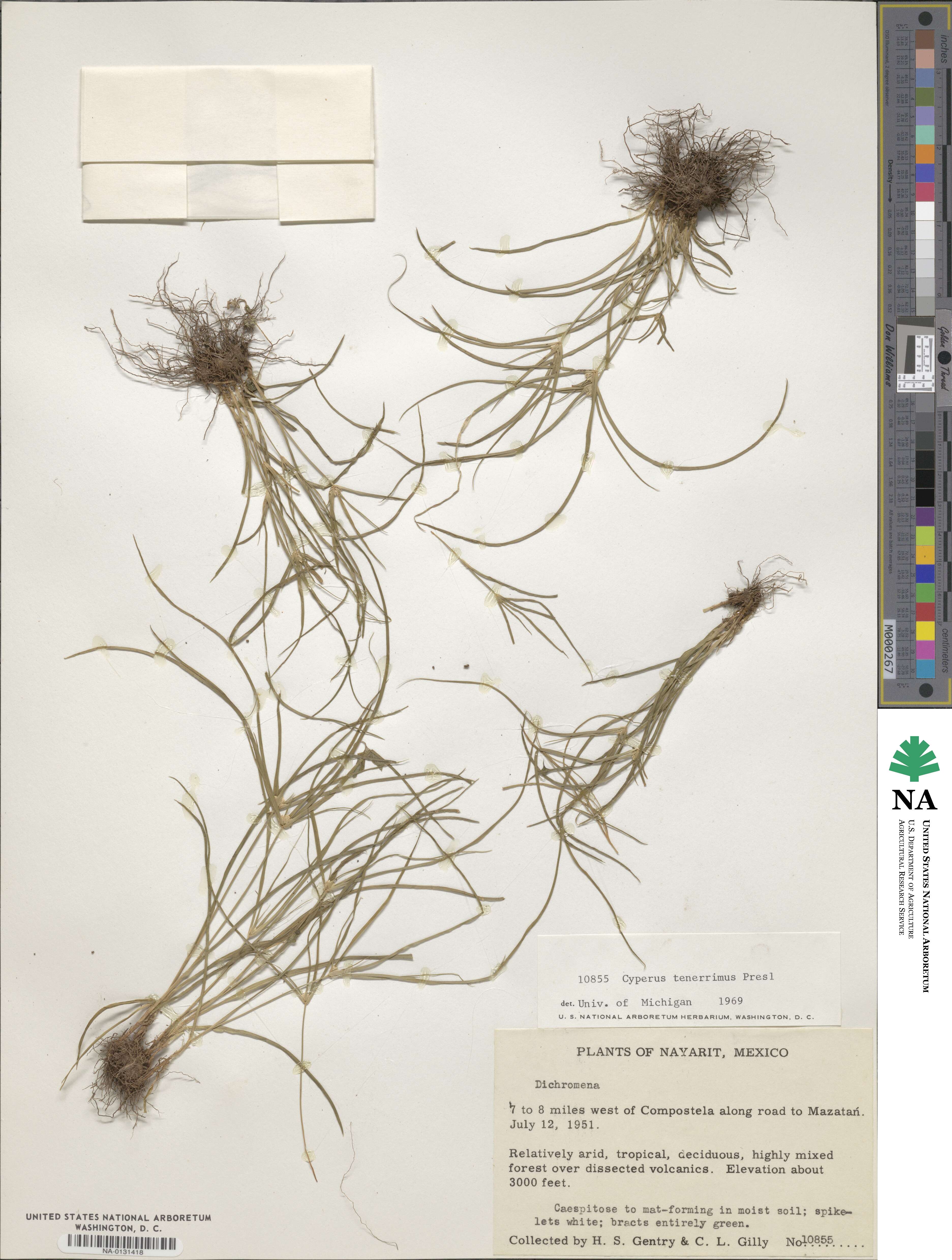 Cyperus tenerrimus image