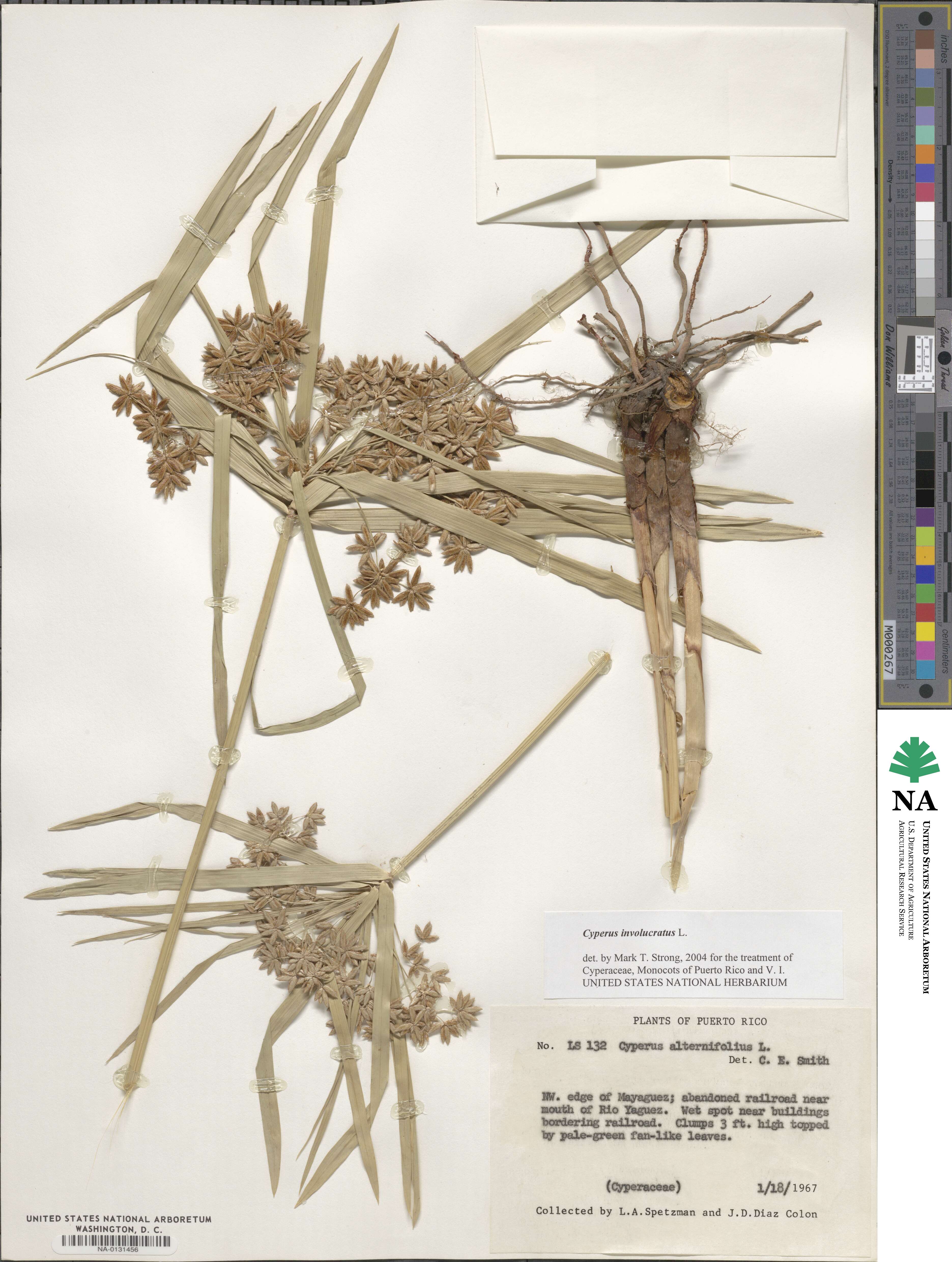 Cyperus involucratus image