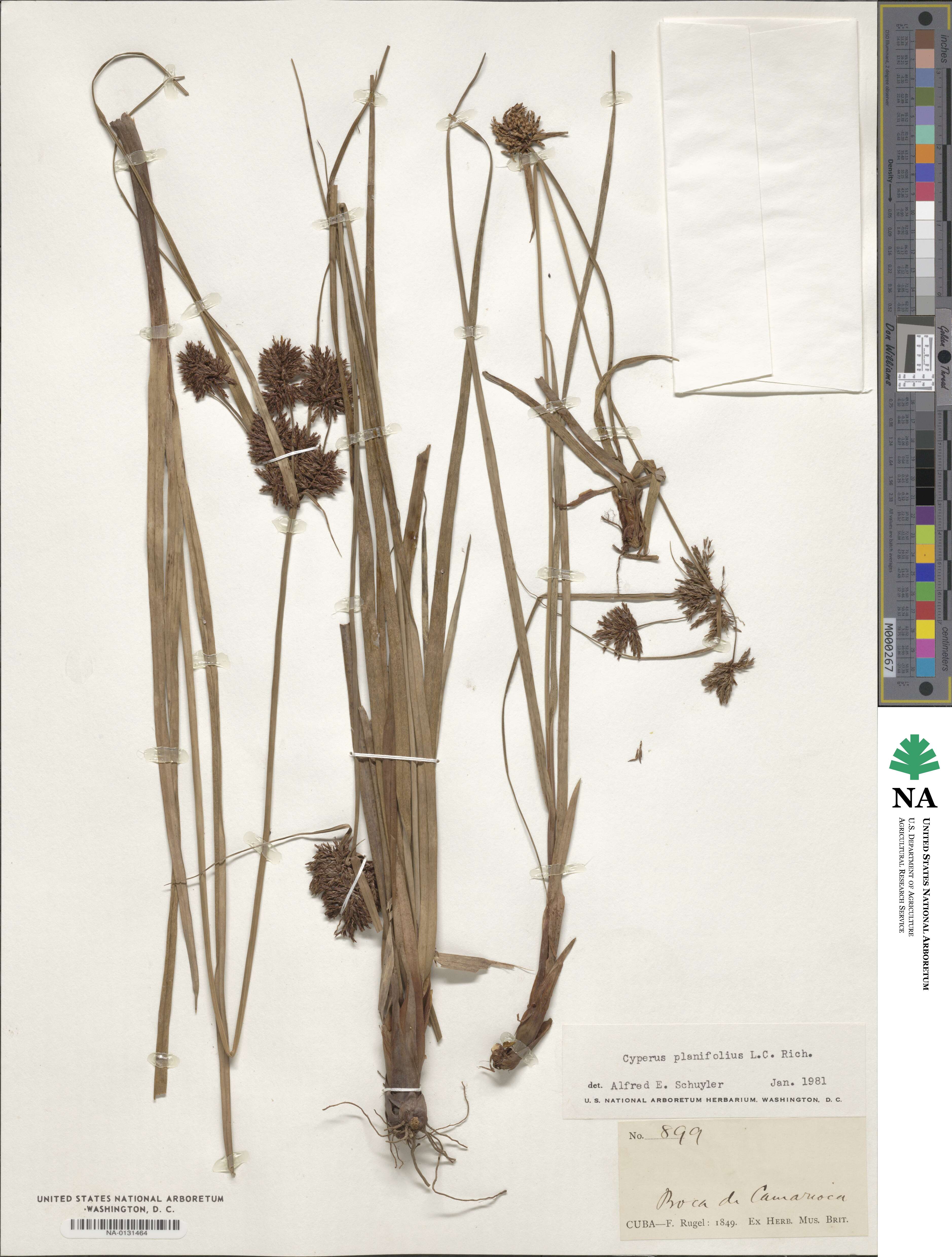 Cyperus planifolius image