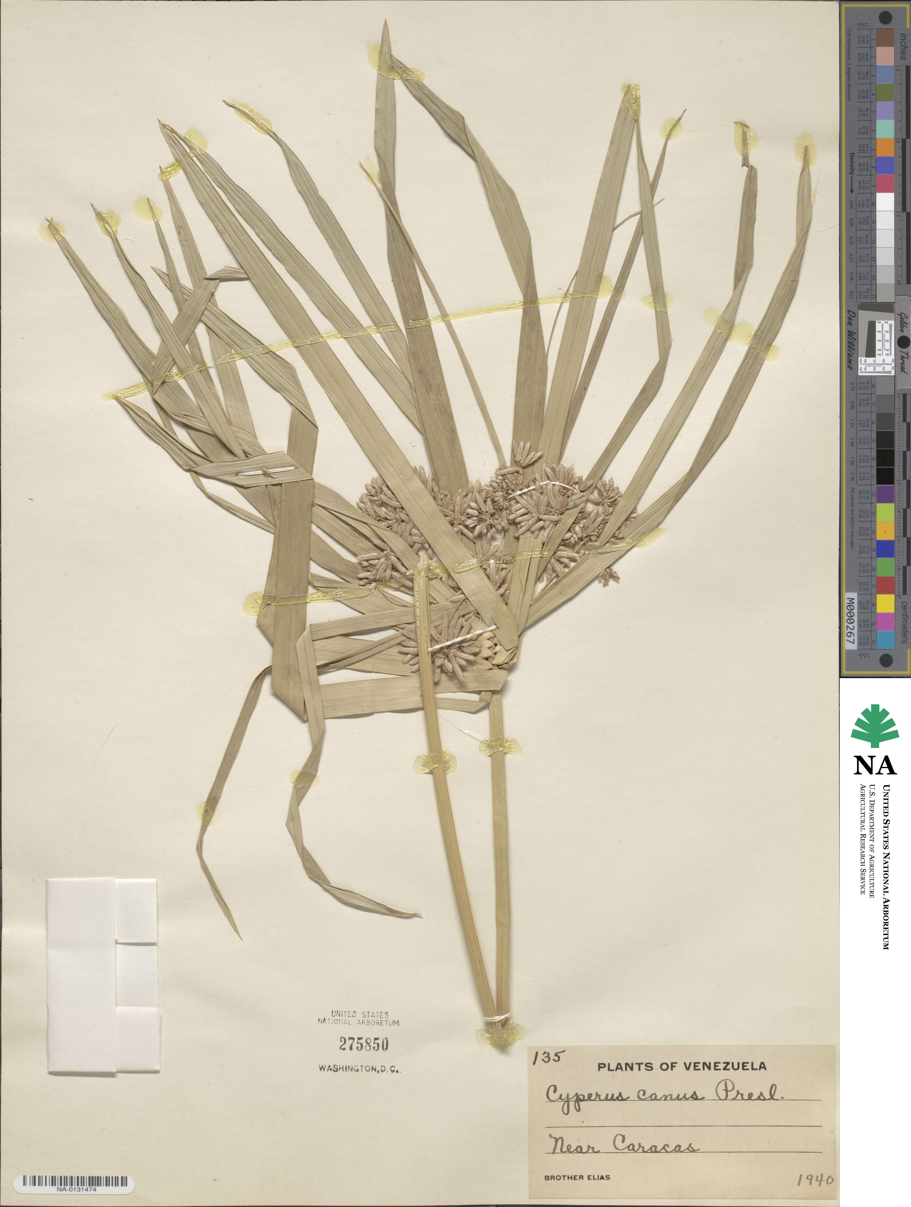 Cyperus canus image