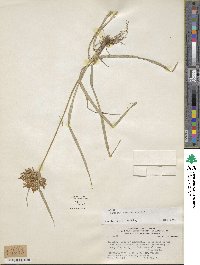 Cyperus esculentus image