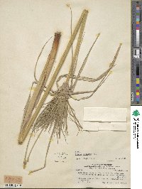 Cyperus giganteus image