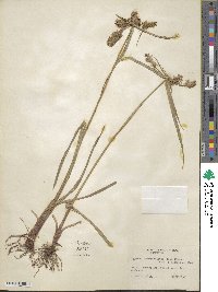 Cyperus hermaphroditus image