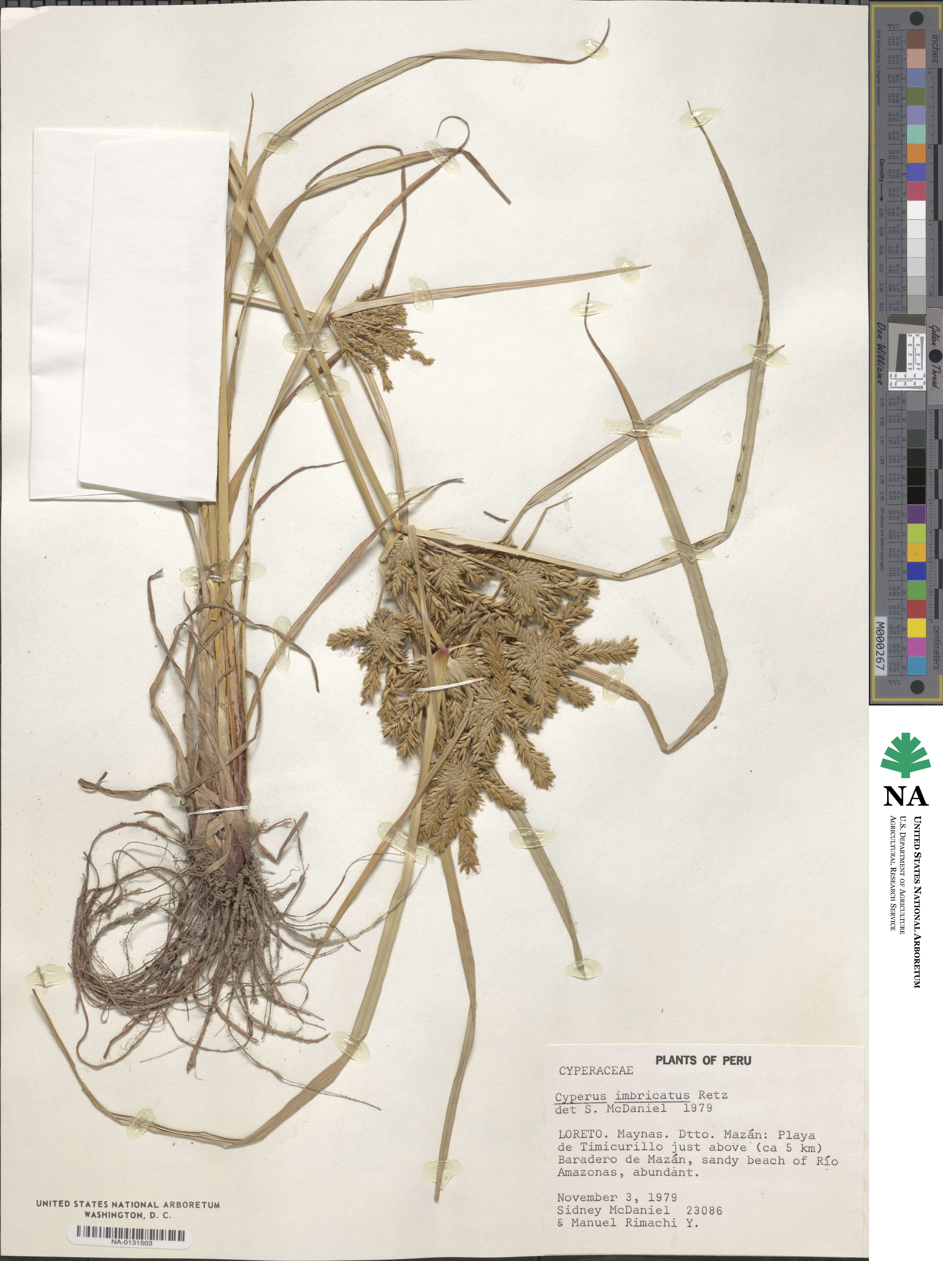 Cyperus imbricatus image