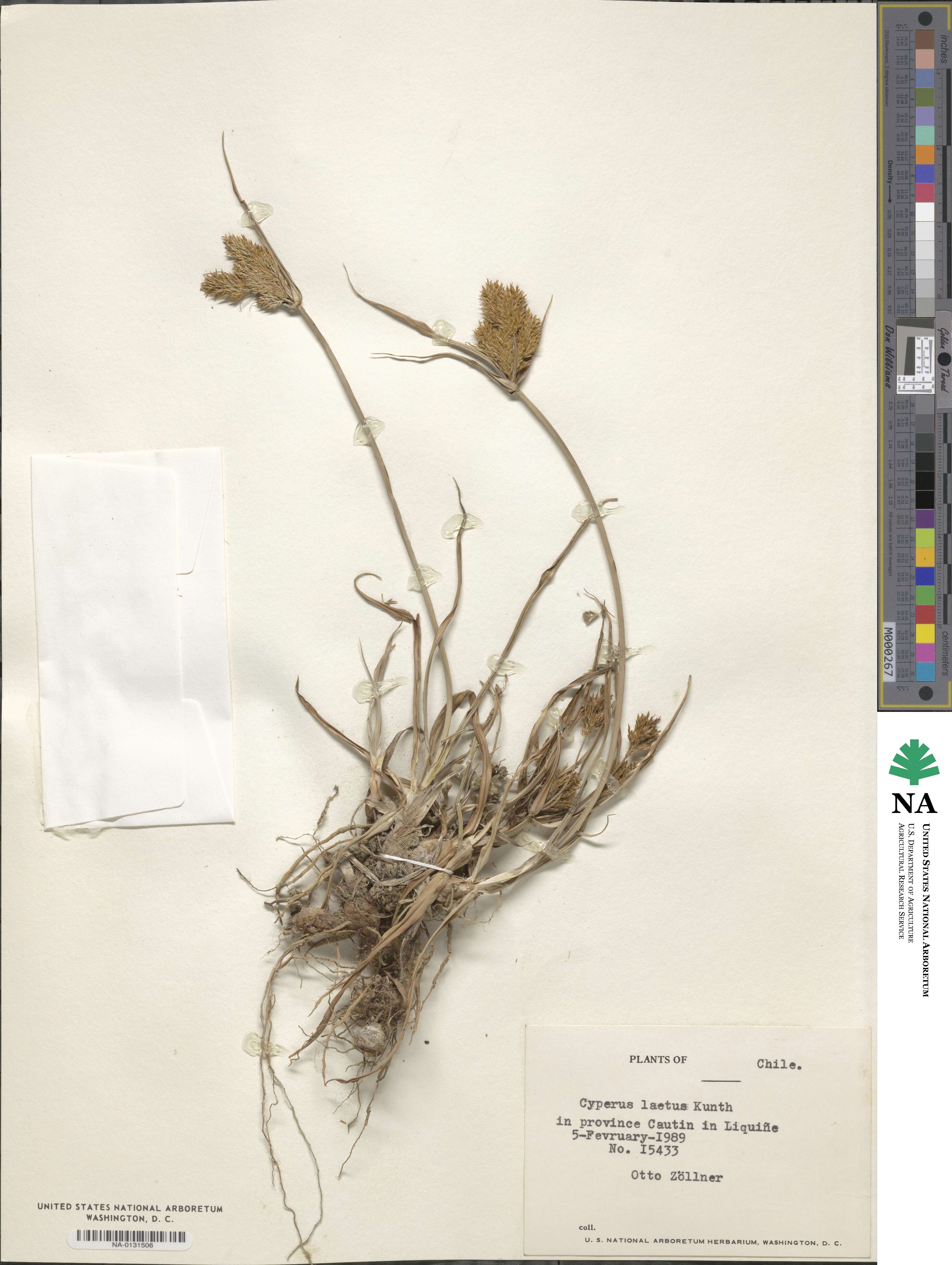 Cyperus laetus image