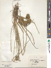 Cyperus laetus image