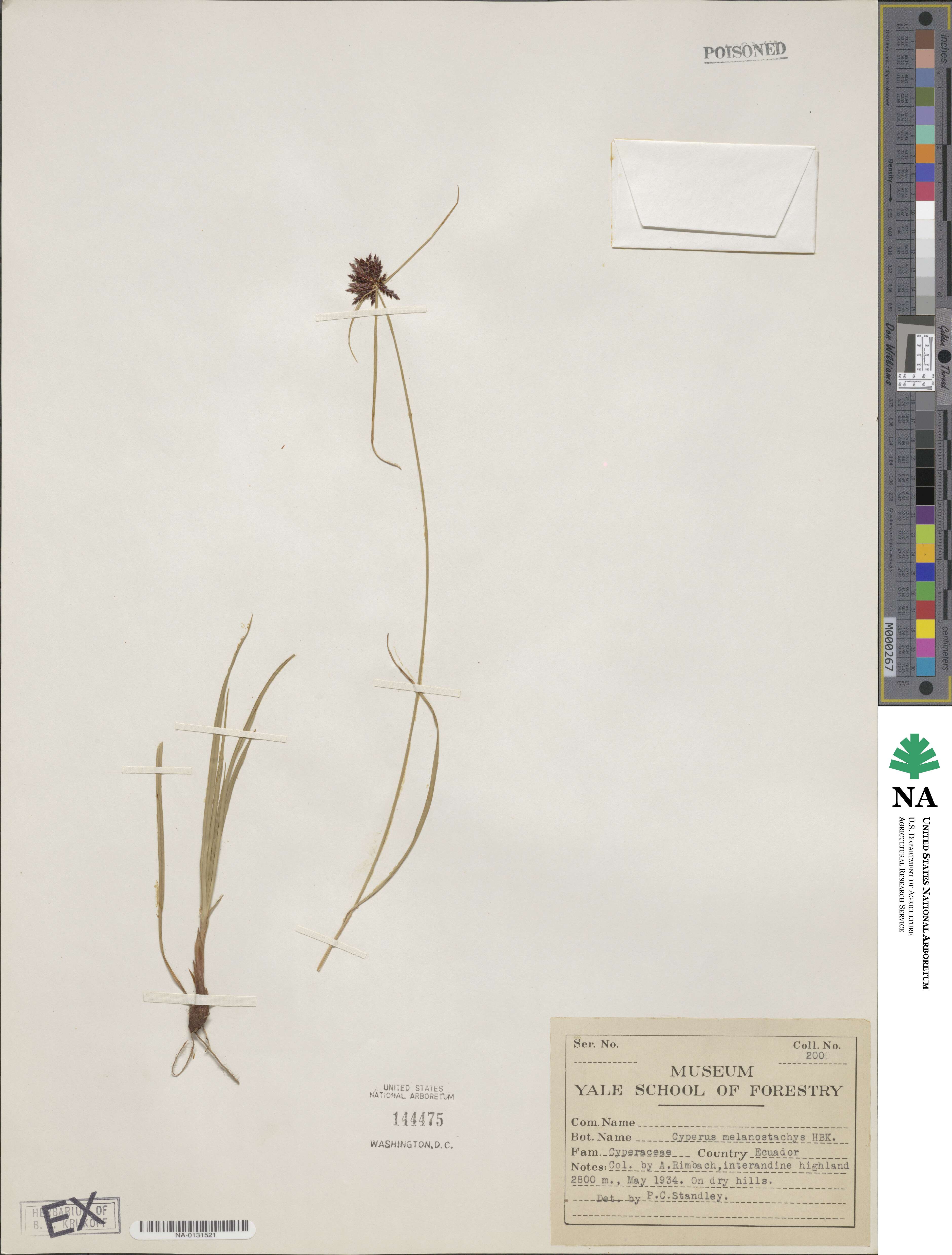 Cyperus melanostachyus image