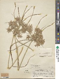 Cyperus ochraceus image