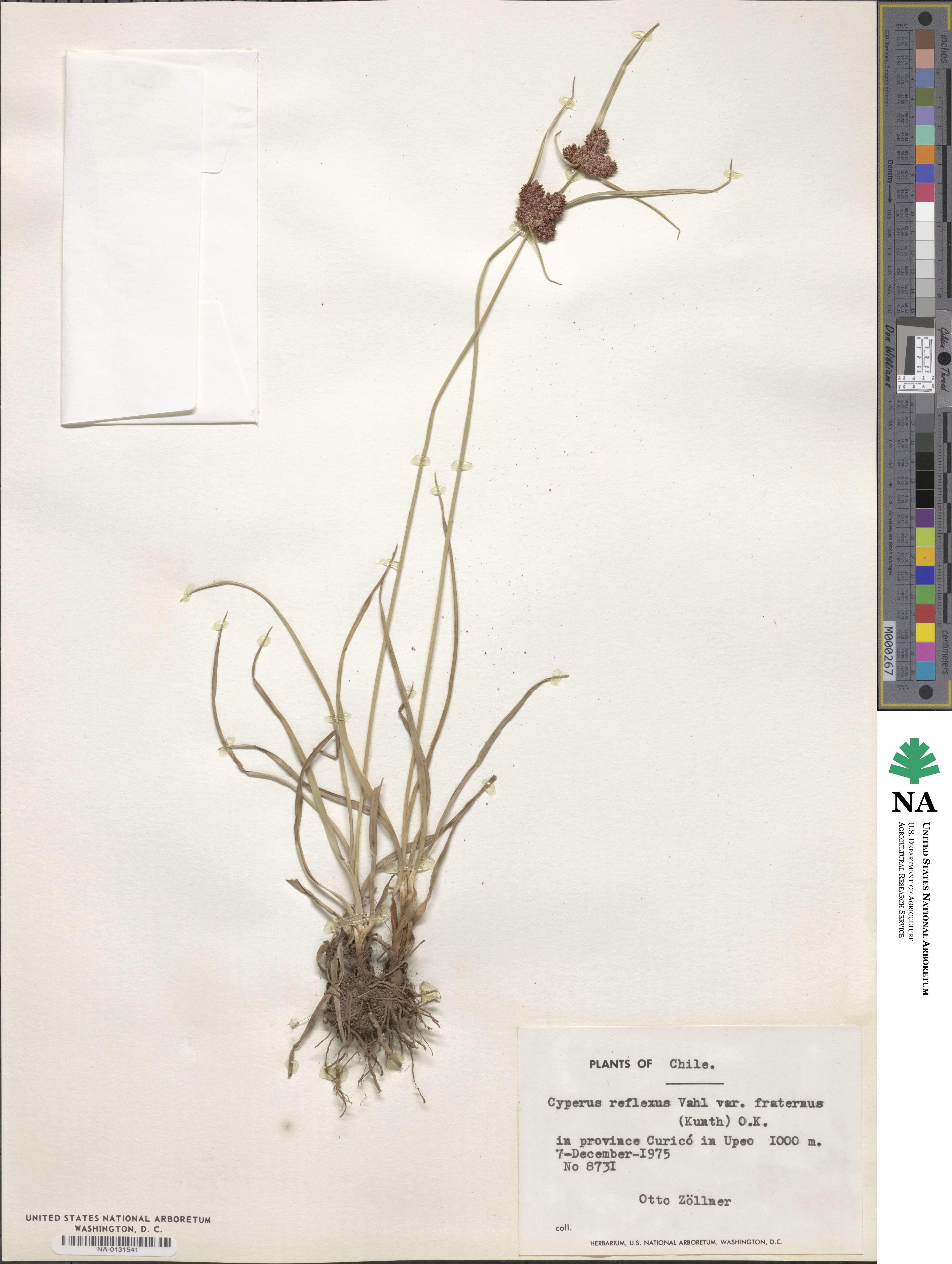 Cyperus reflexus image
