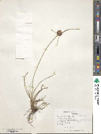 Cyperus reflexus image