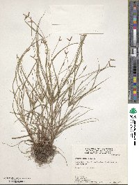 Cyperus simplex image