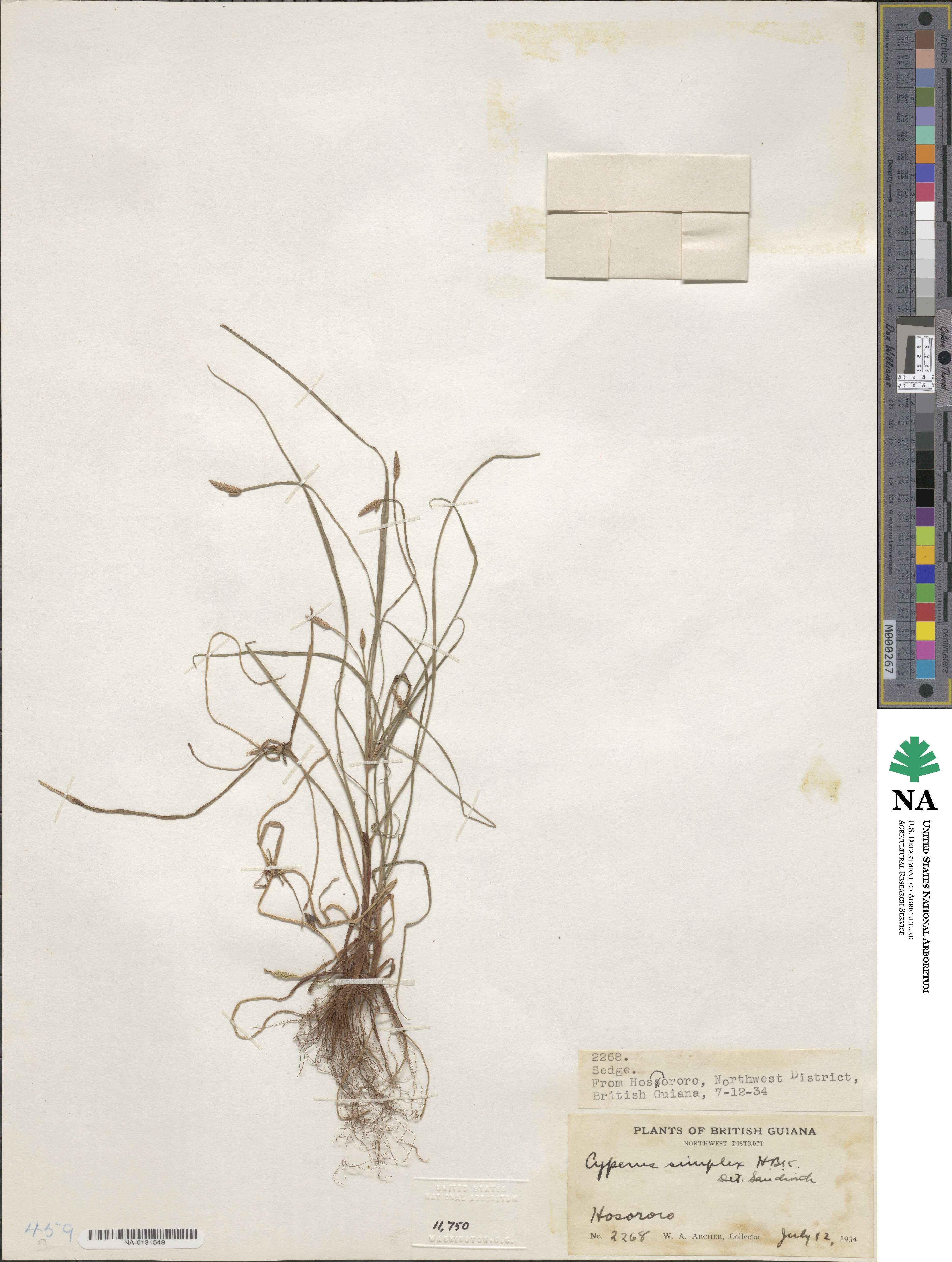 Cyperus simplex image