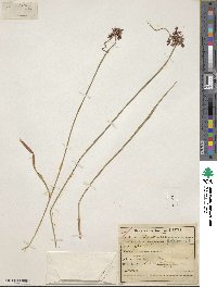 Image of Cyperus betafensis