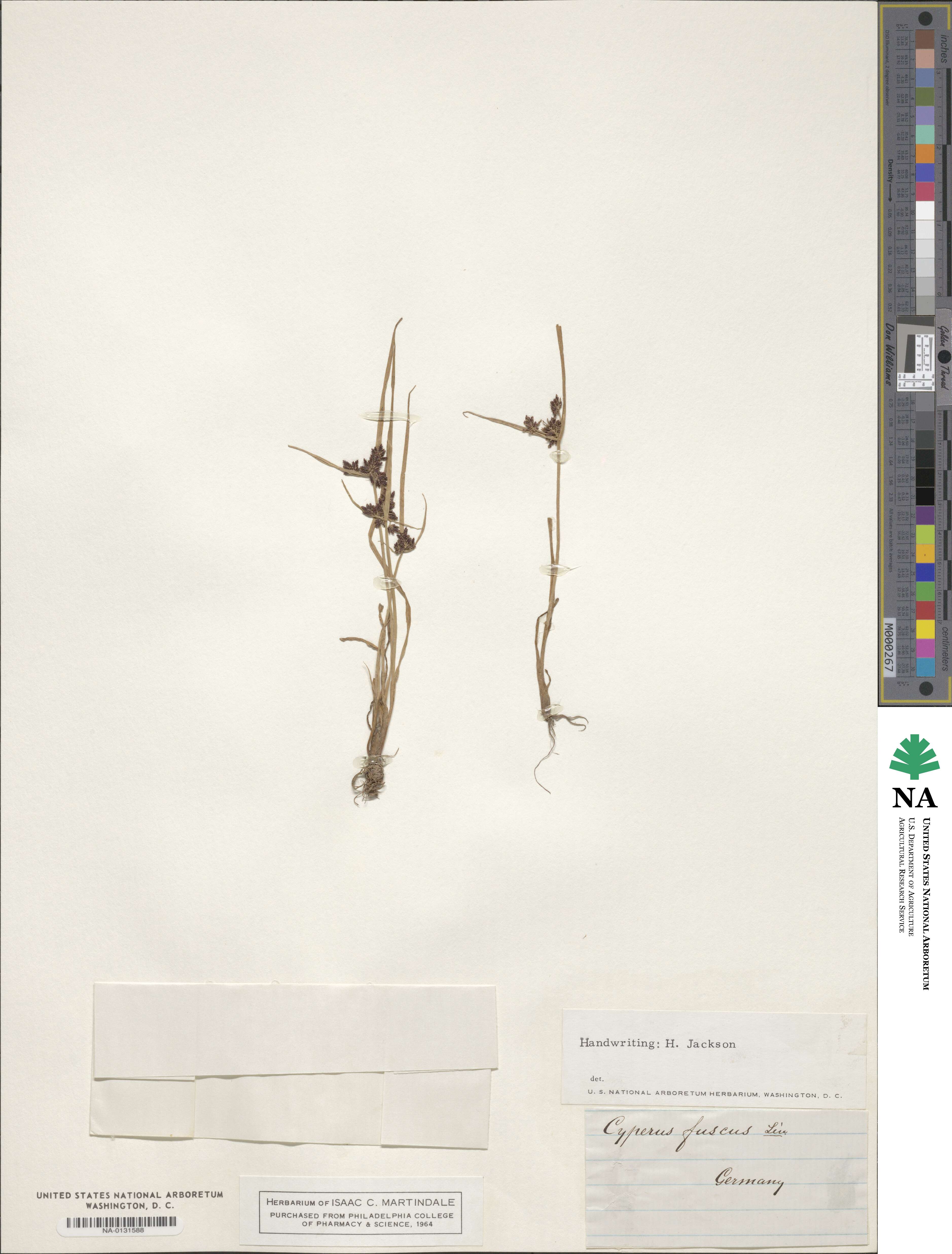 Cyperus fuscus image