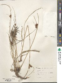 Cyperus longus image