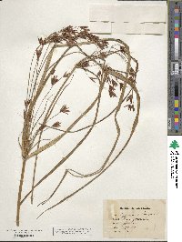 Cyperus longus image