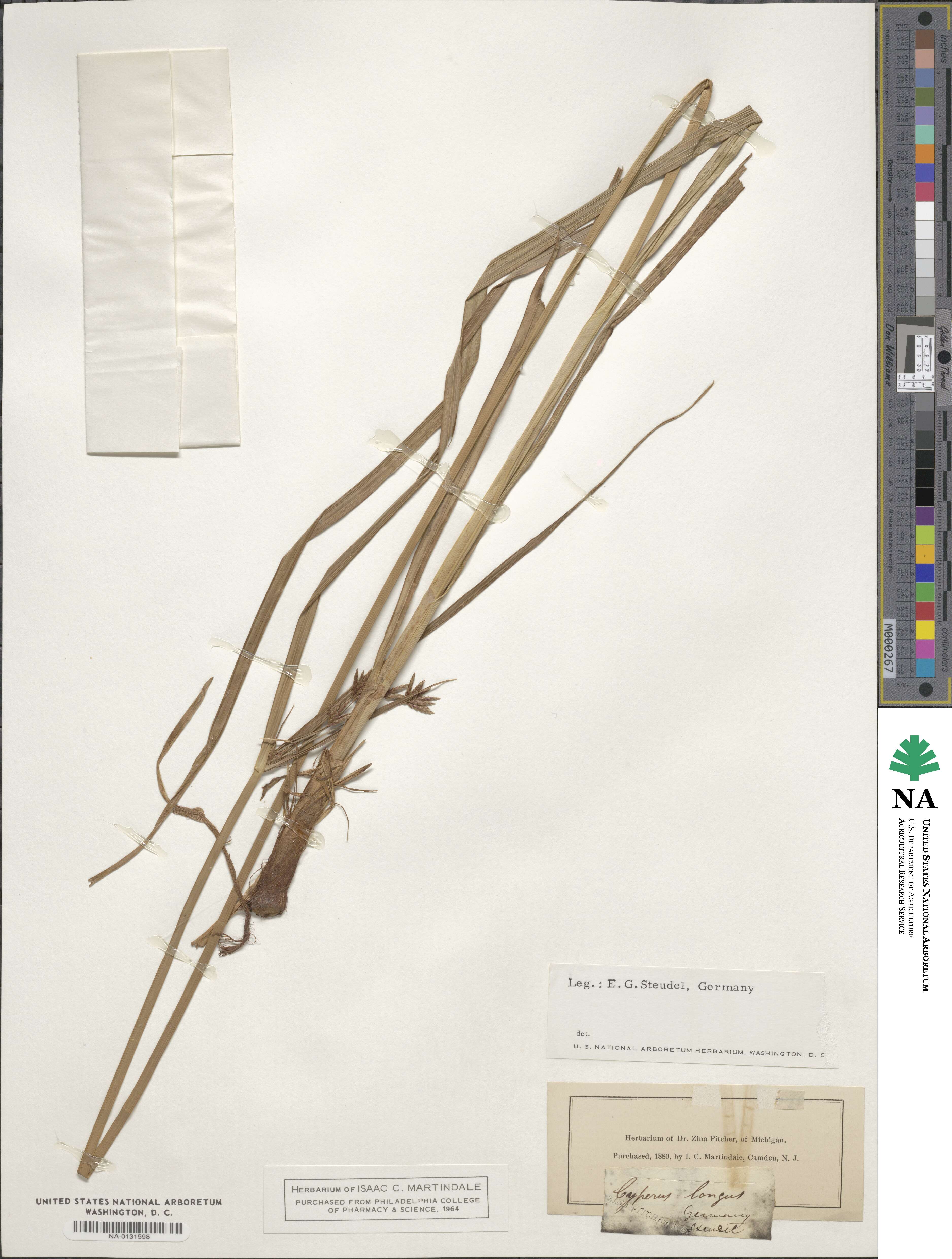 Cyperus longus image