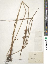 Cyperus longus image