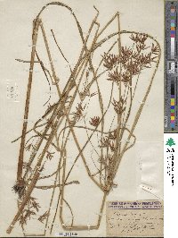 Cyperus longus image