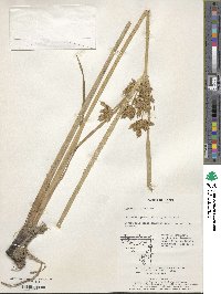 Cyperus amuricus image