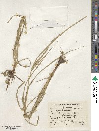 Cyperus bulbosus image