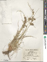 Cyperus conglomeratus image