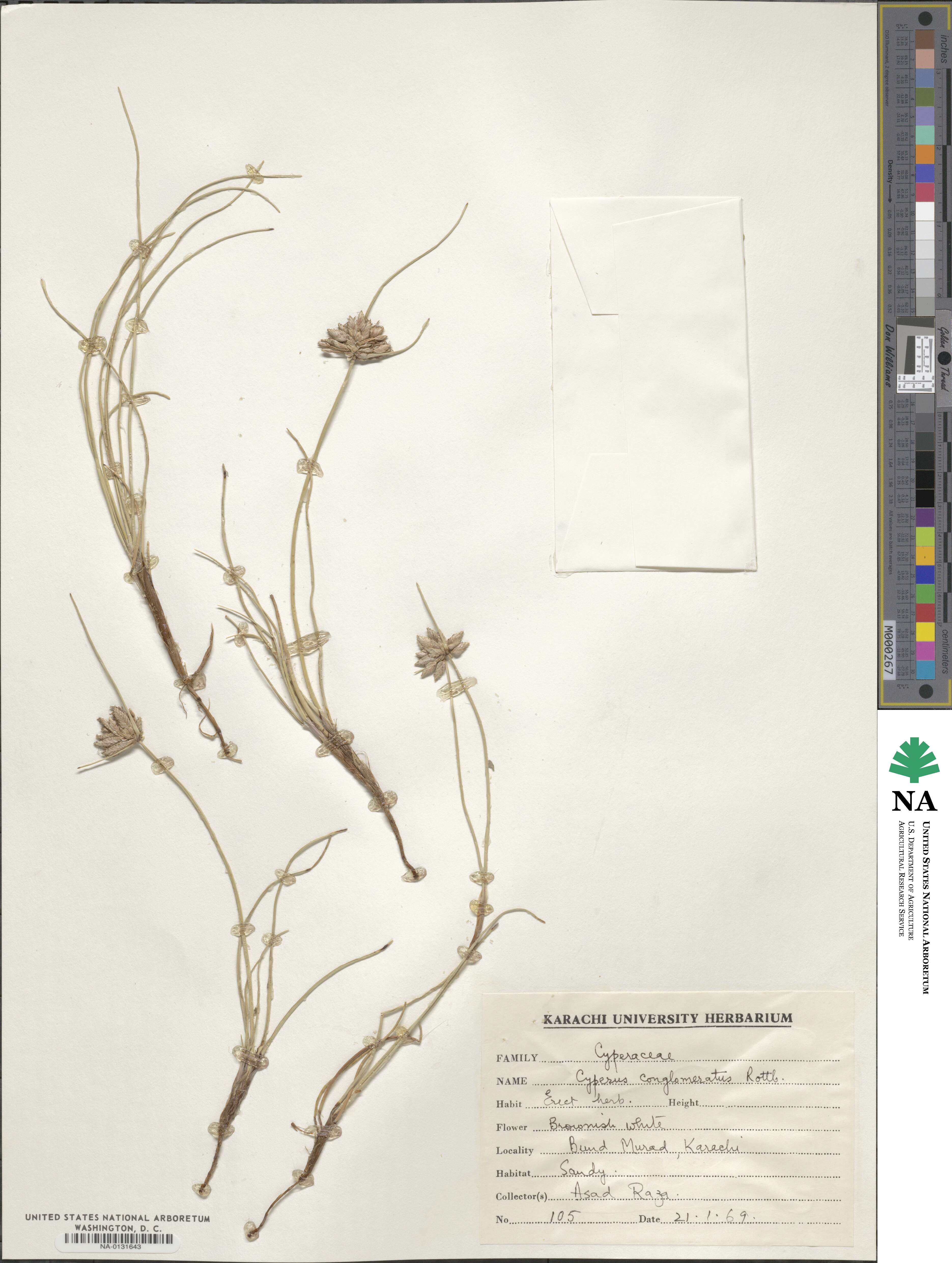 Cyperus conglomeratus image