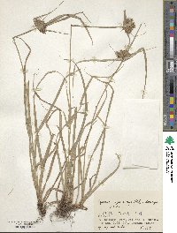 Cyperus cyperinus image