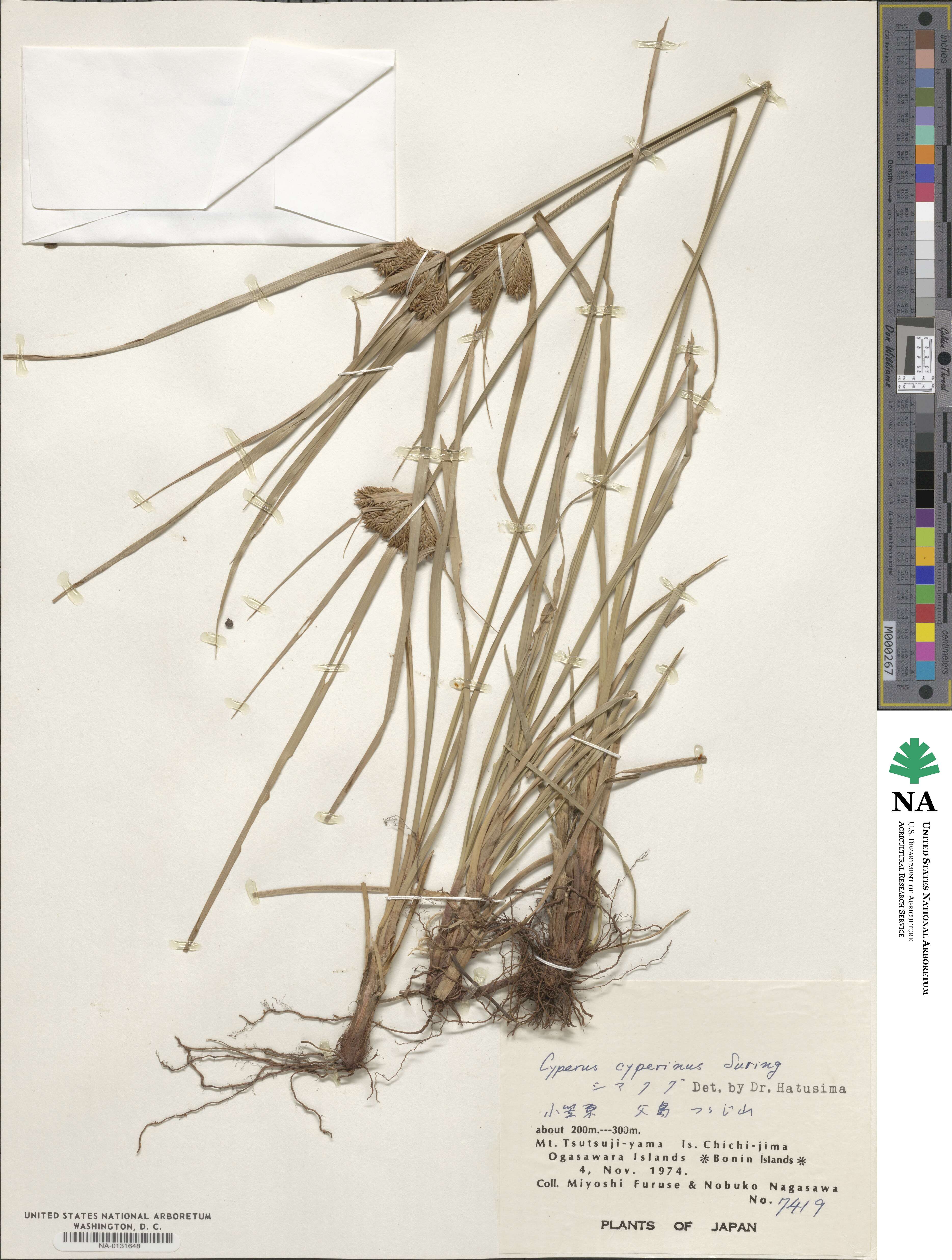 Cyperus cyperinus image