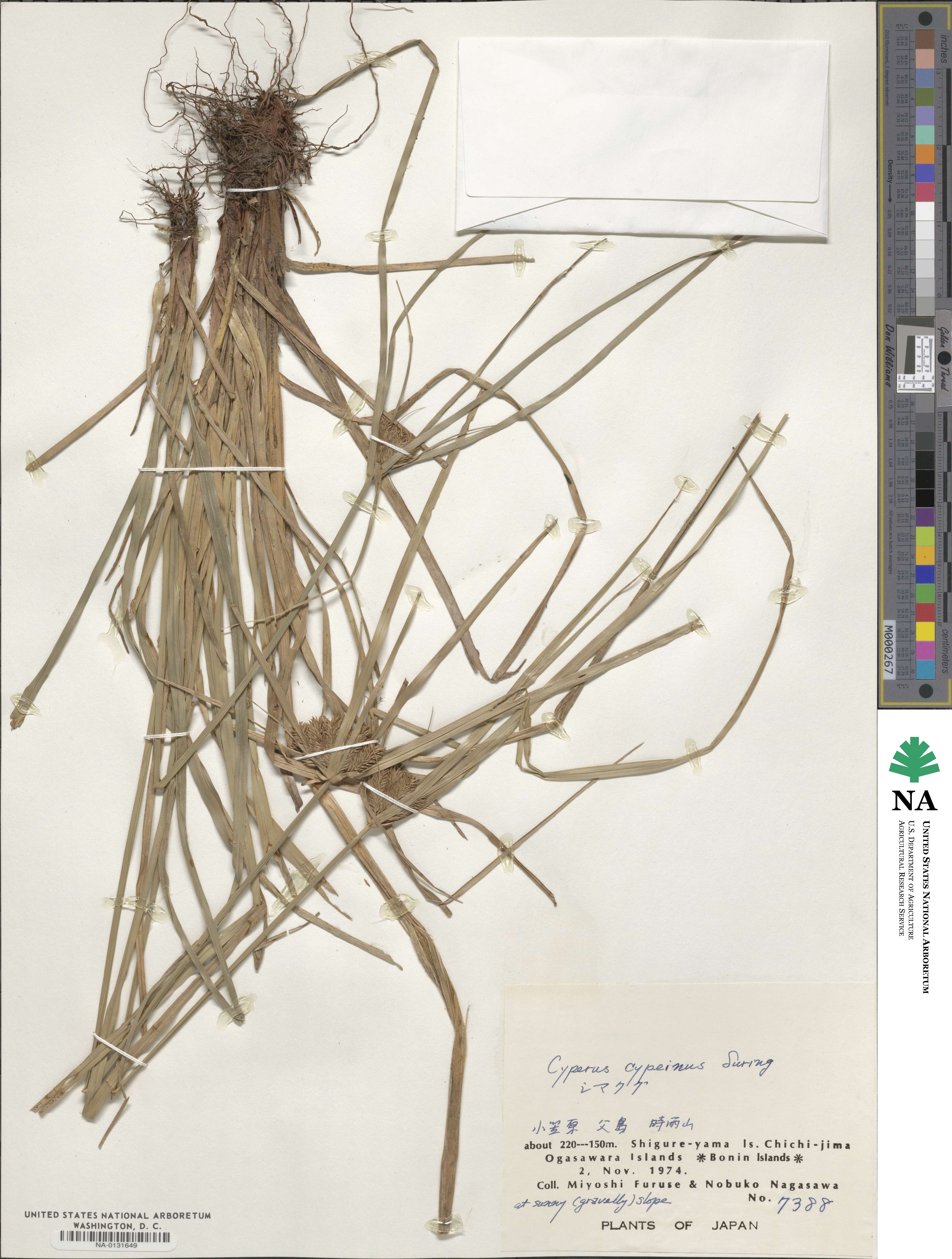 Cyperus cyperinus image