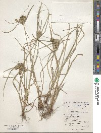 Cyperus cyperoides image