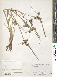 Cyperus difformis image