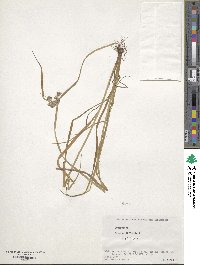 Cyperus difformis image