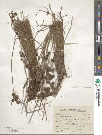 Cyperus difformis image