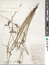 Cyperus difformis image