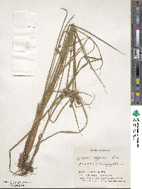 Cyperus difformis image