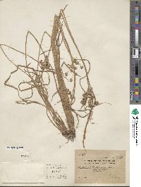 Cyperus difformis image