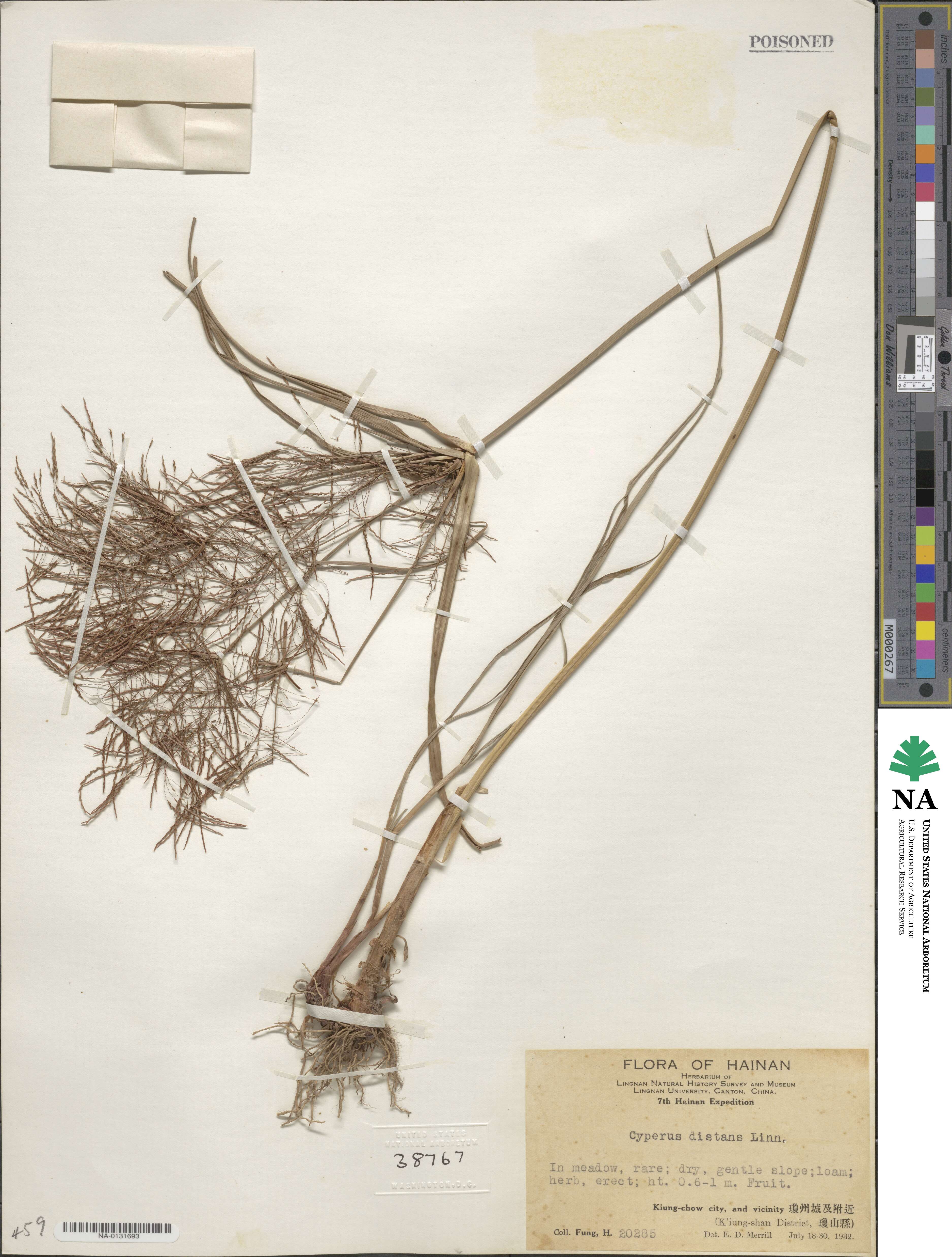 Cyperus distans image