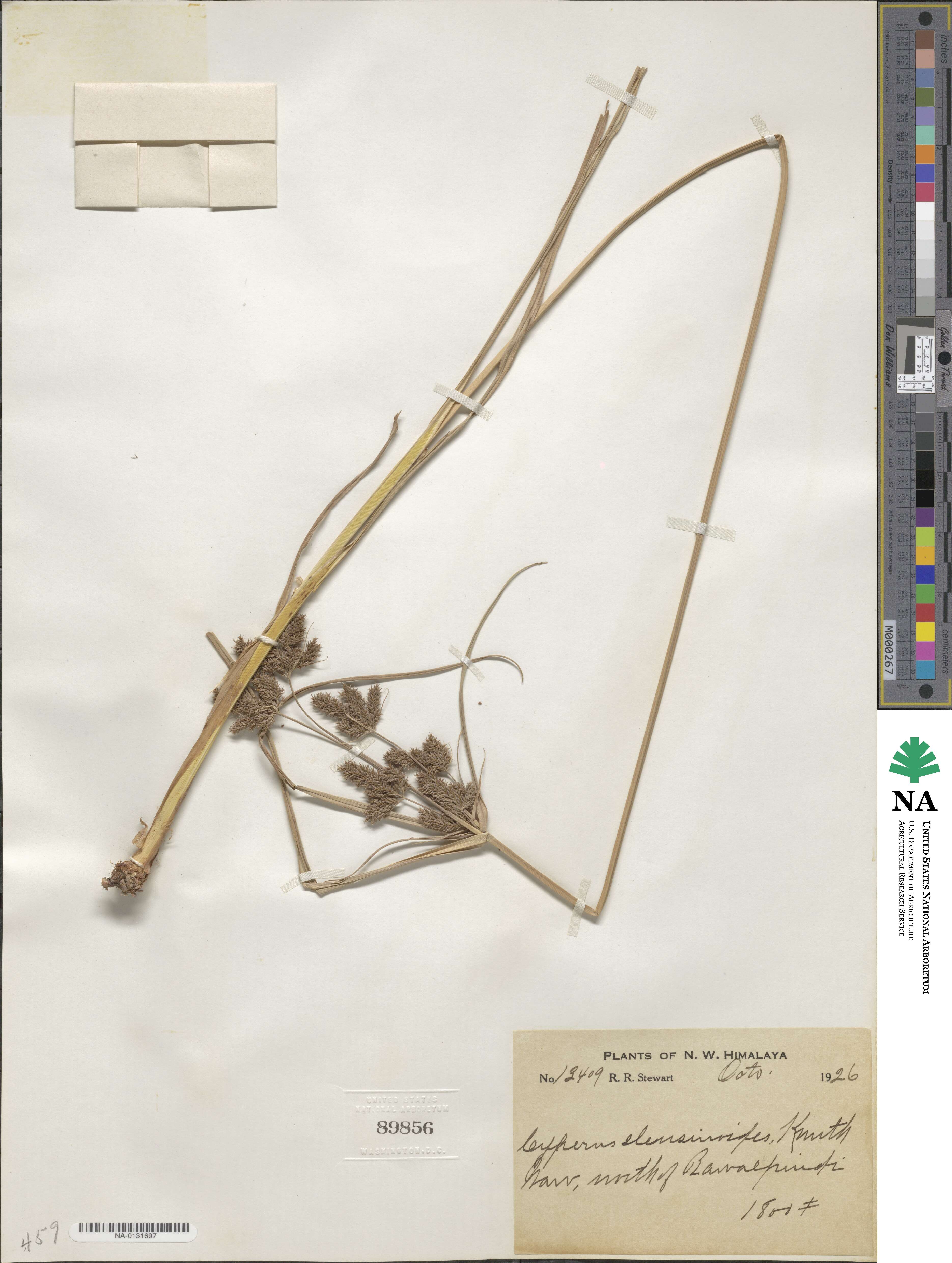 Cyperus nutans image