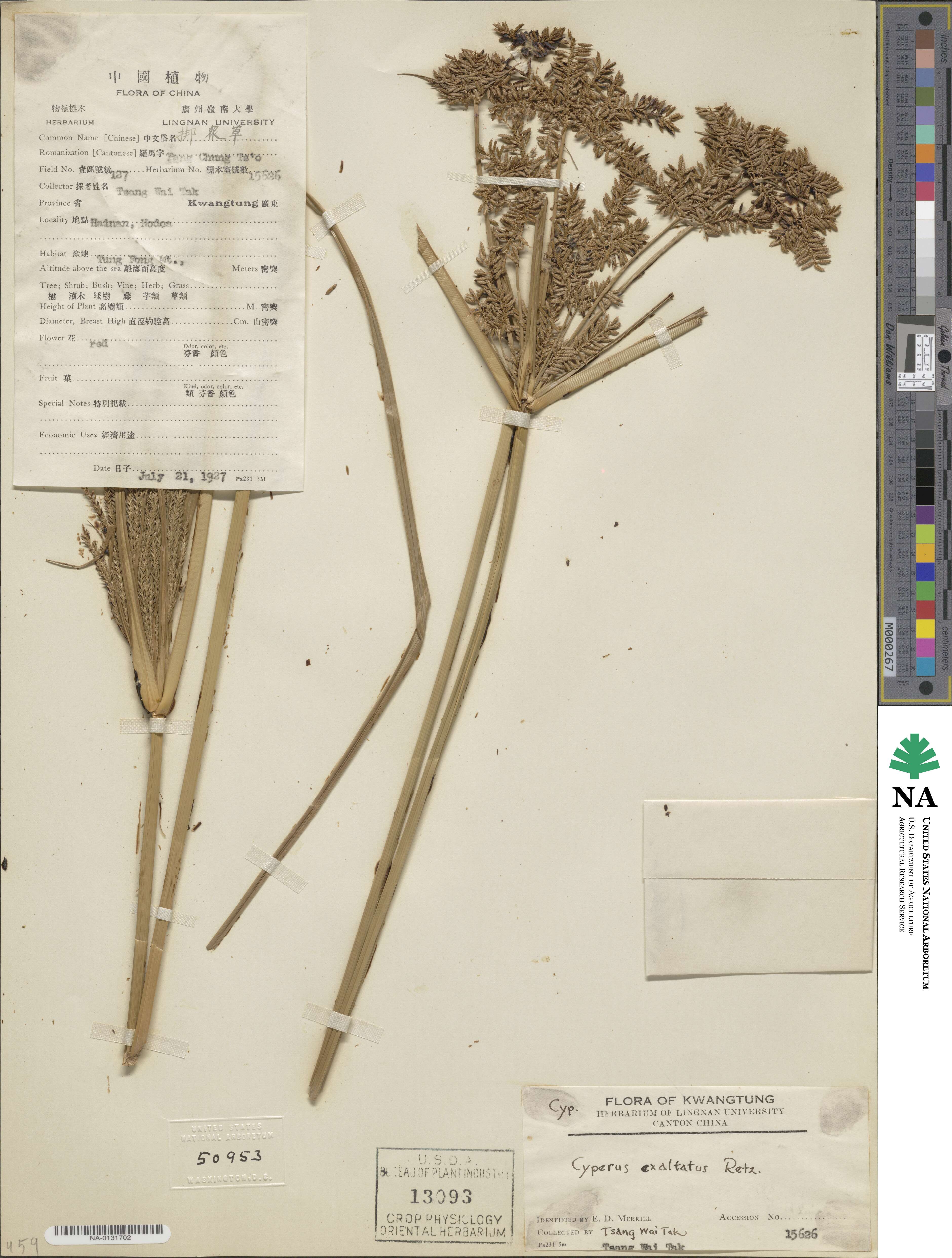 Cyperus exaltatus image