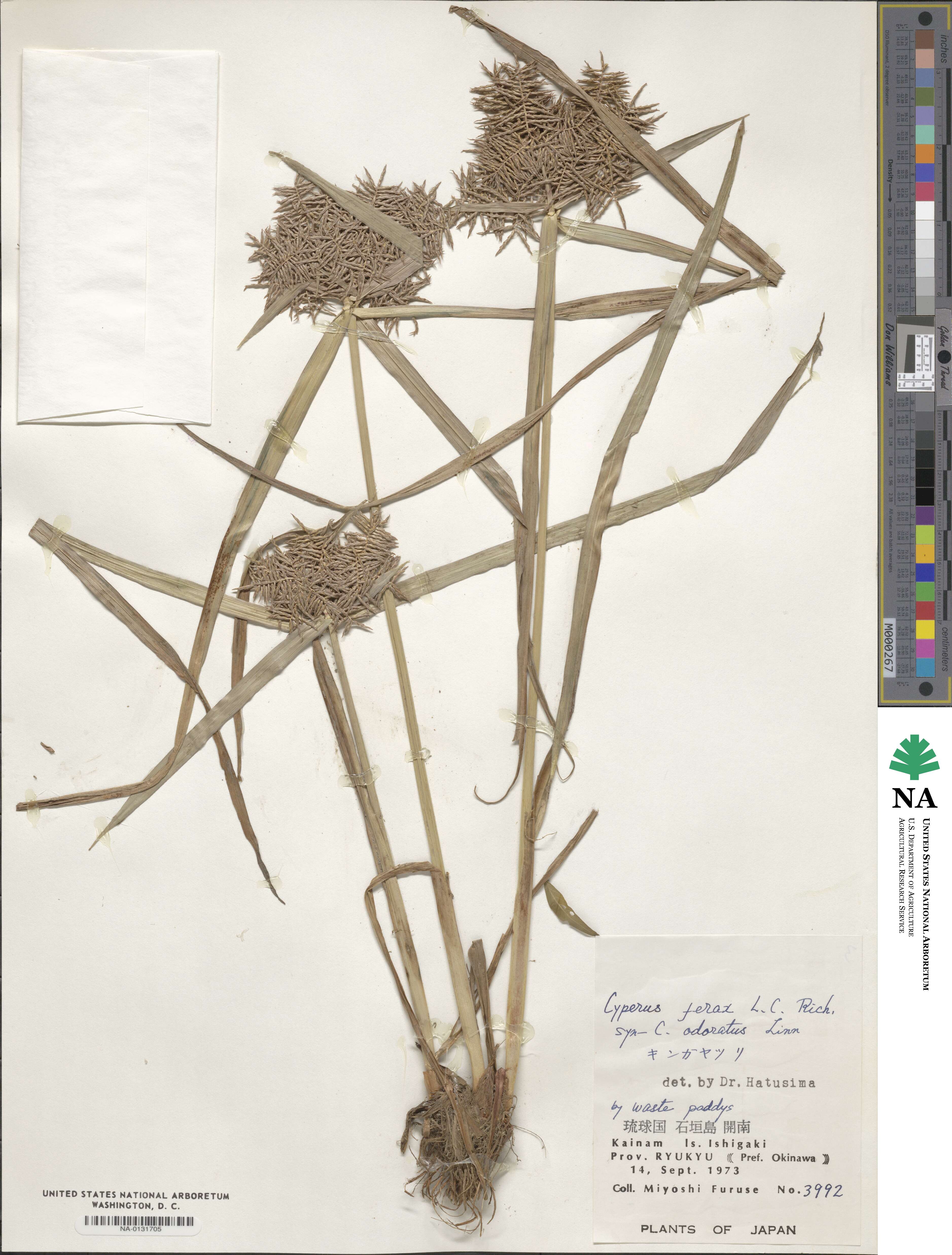 Cyperus ferax image