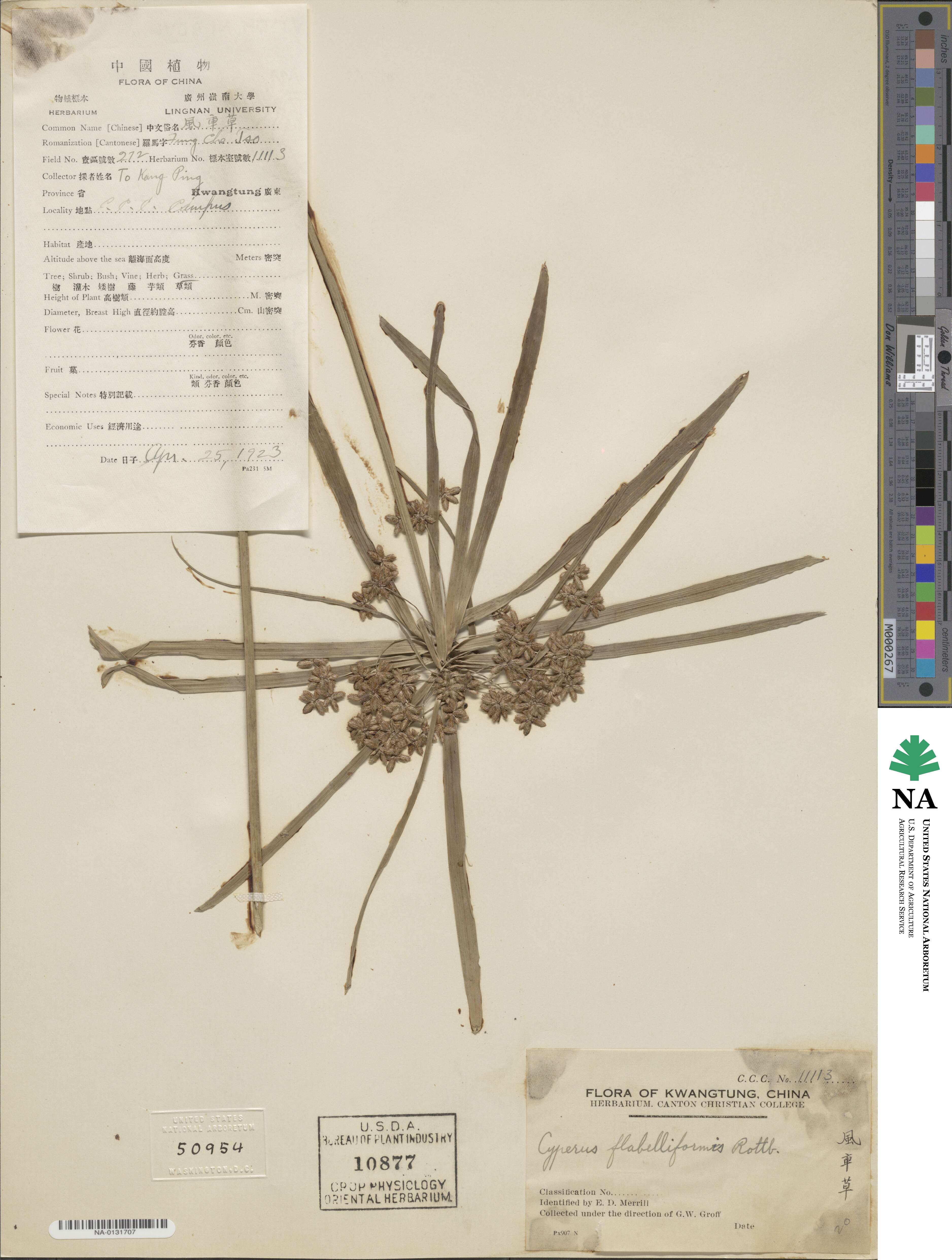 Cyperus flabelliformis image